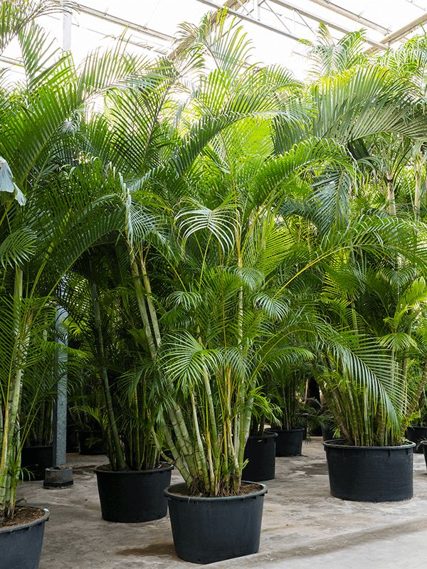 Areca Palm
