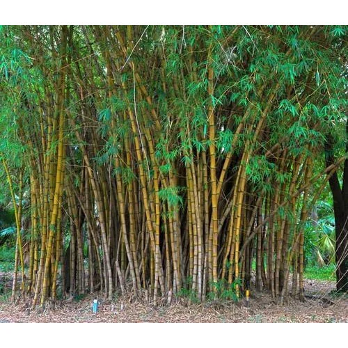 Bamboo