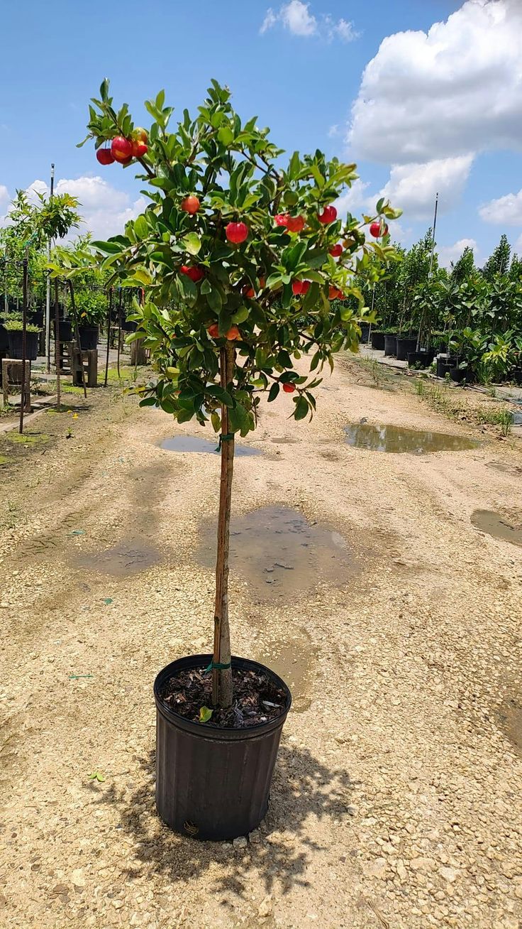 Barbados Cherry
