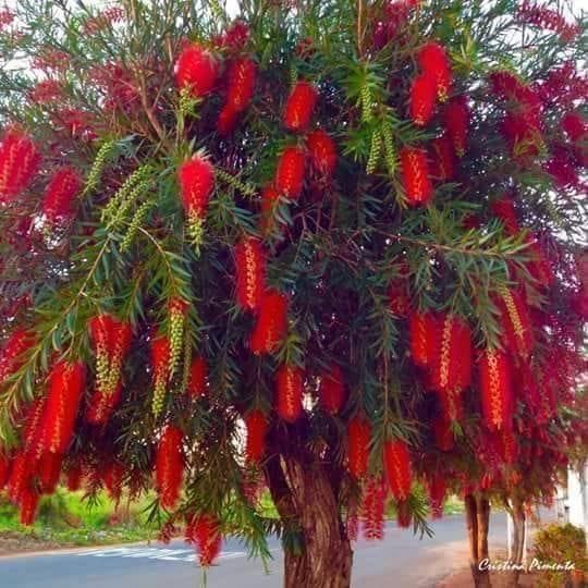Bottlebrush