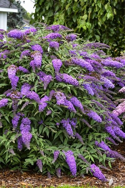 Butterfly Bush