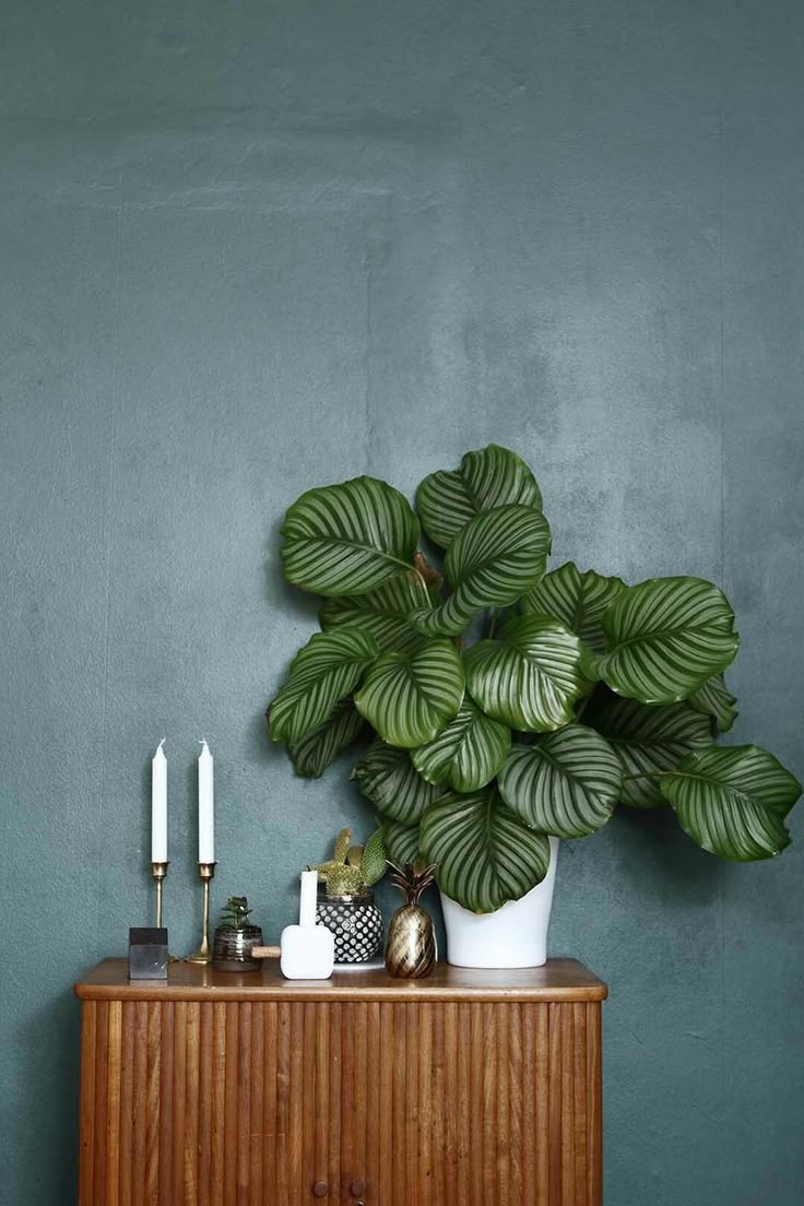 Calathea