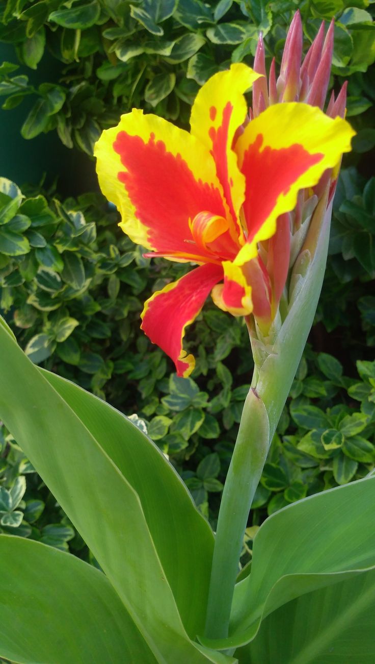 Canna Lily