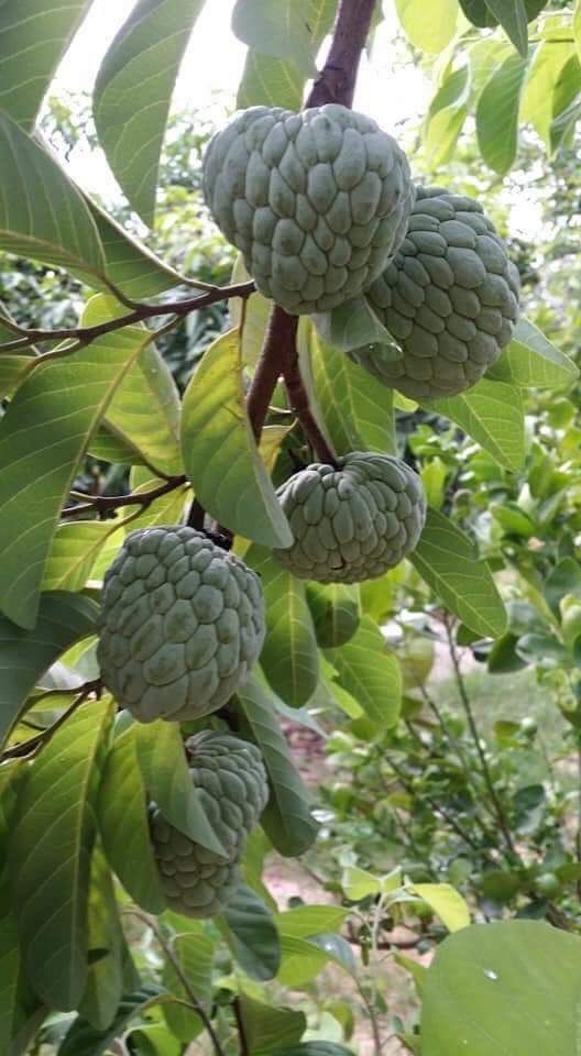 Custard Apple