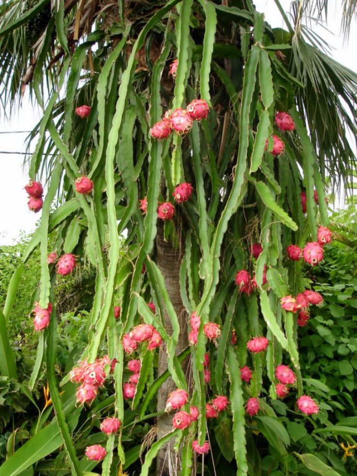 Dragon Fruit