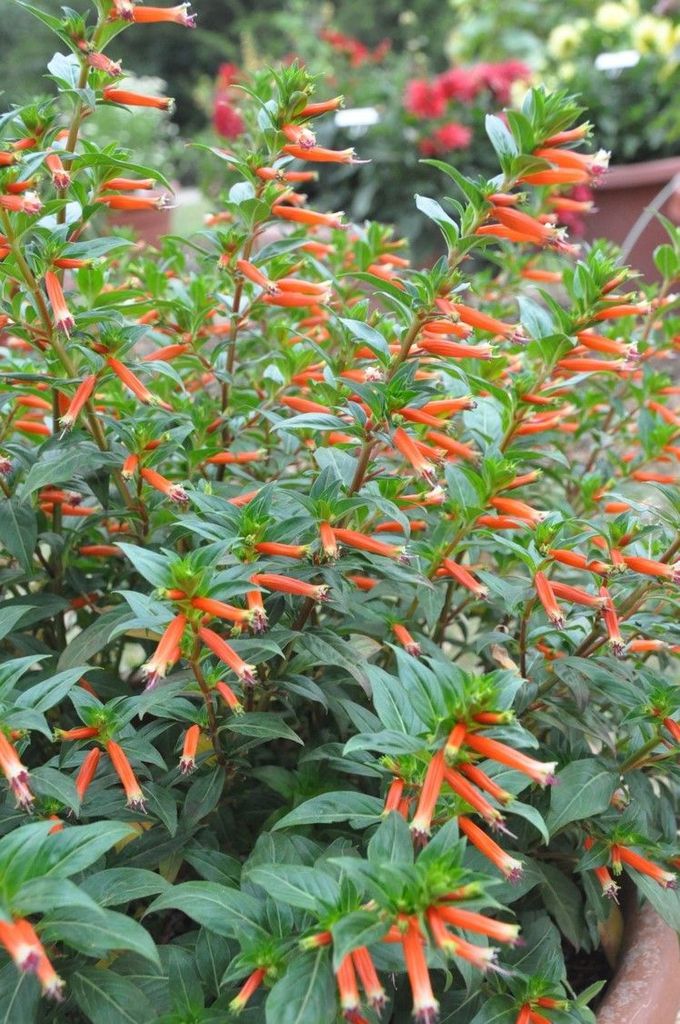 Firecracker Plant