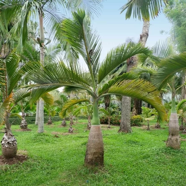 Foxtail Palm