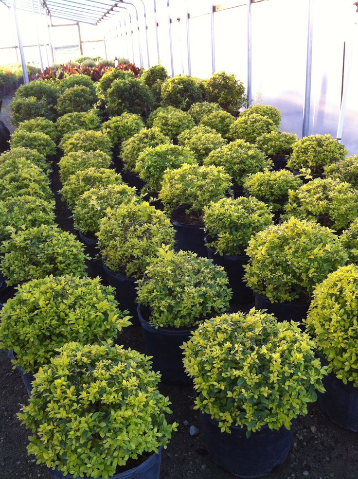 Golden Duranta