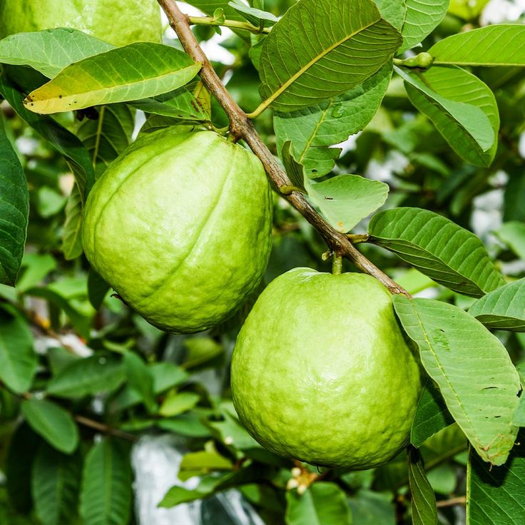 Guava