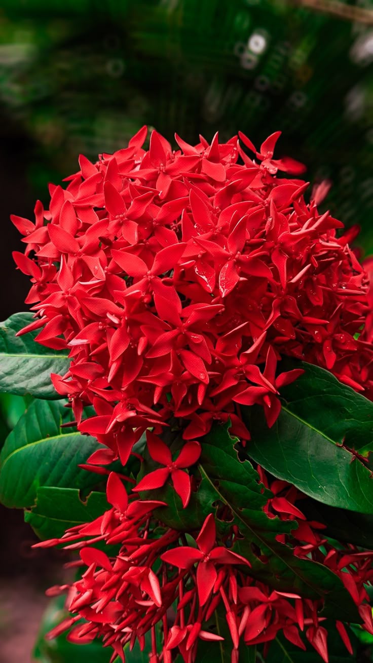 Ixora