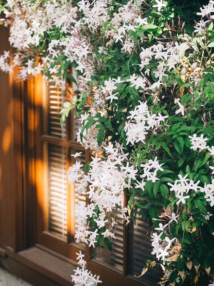 Jasmine