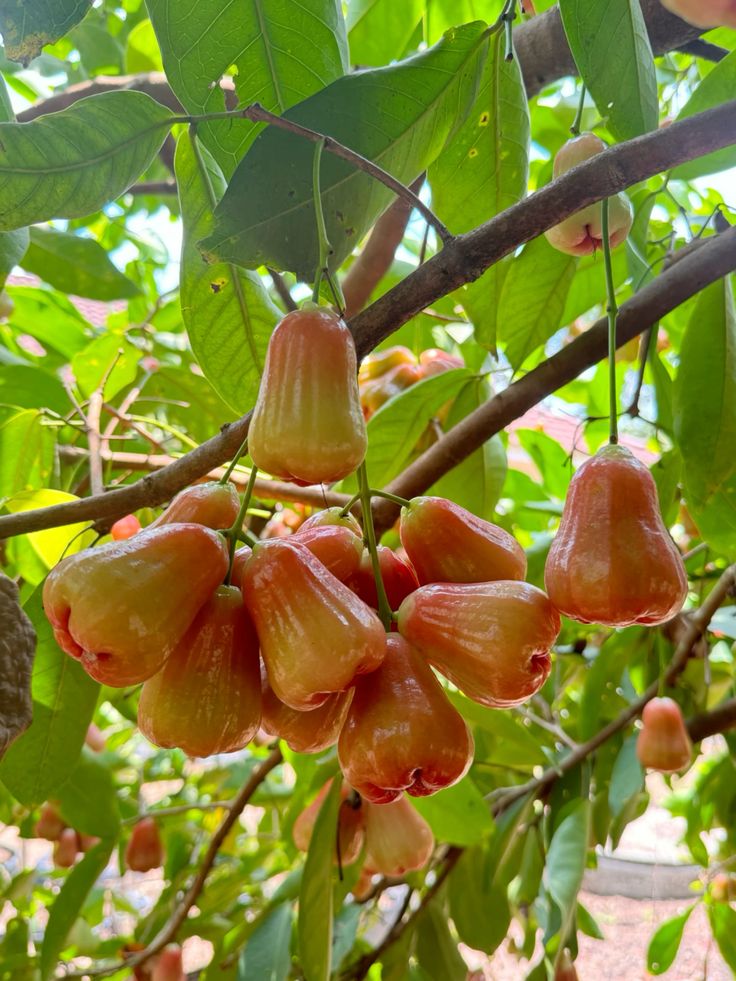 Java Apple