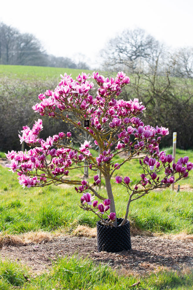 Magnolia Tree