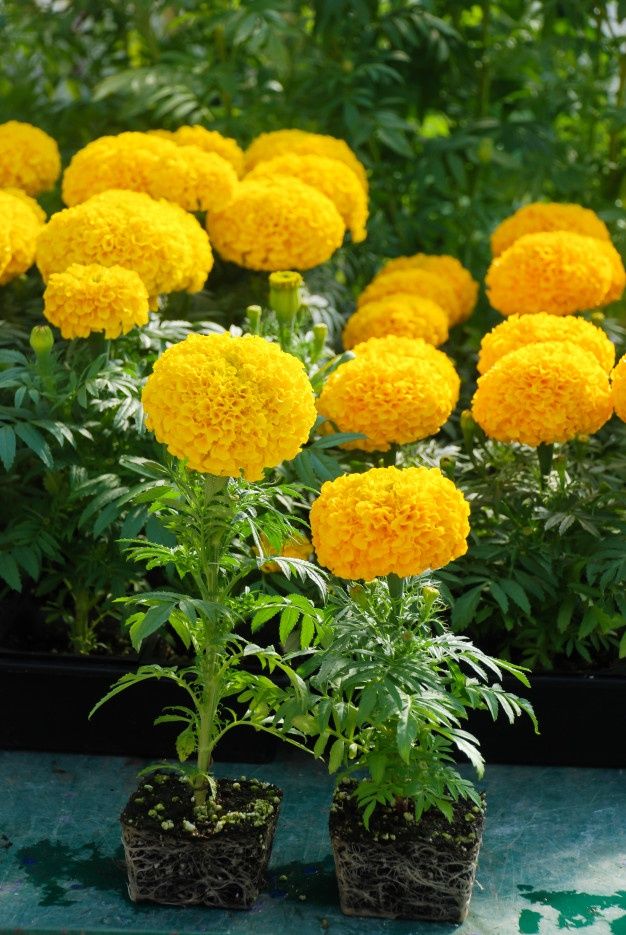 Marigold