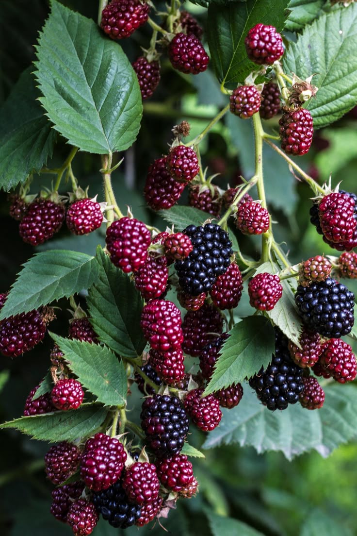 Mulberry
