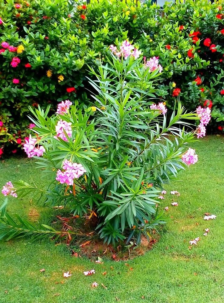 Oleander