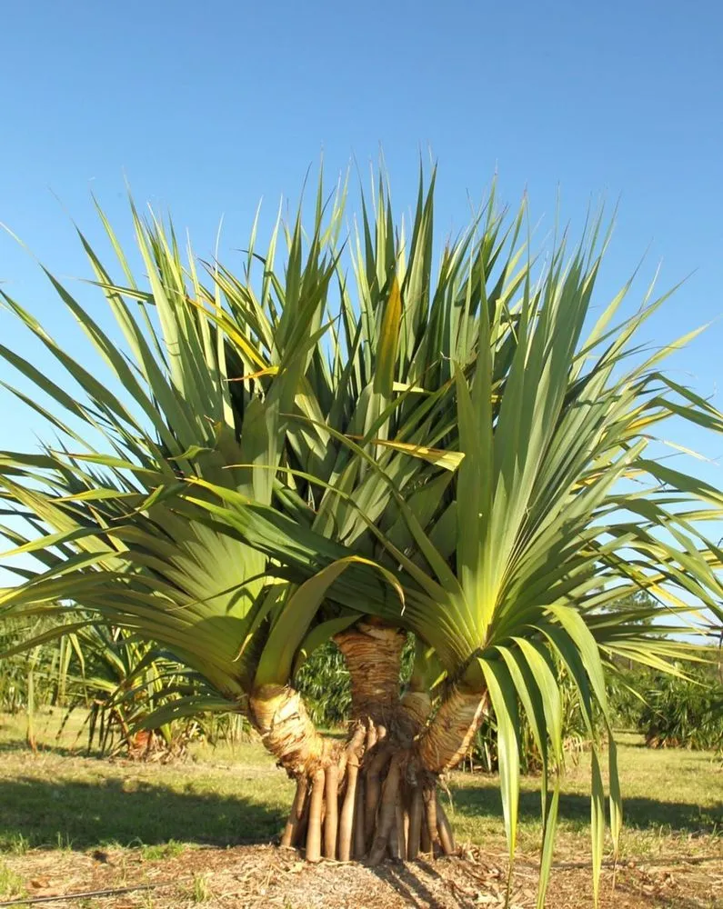 Pandanus