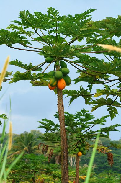 Papaya