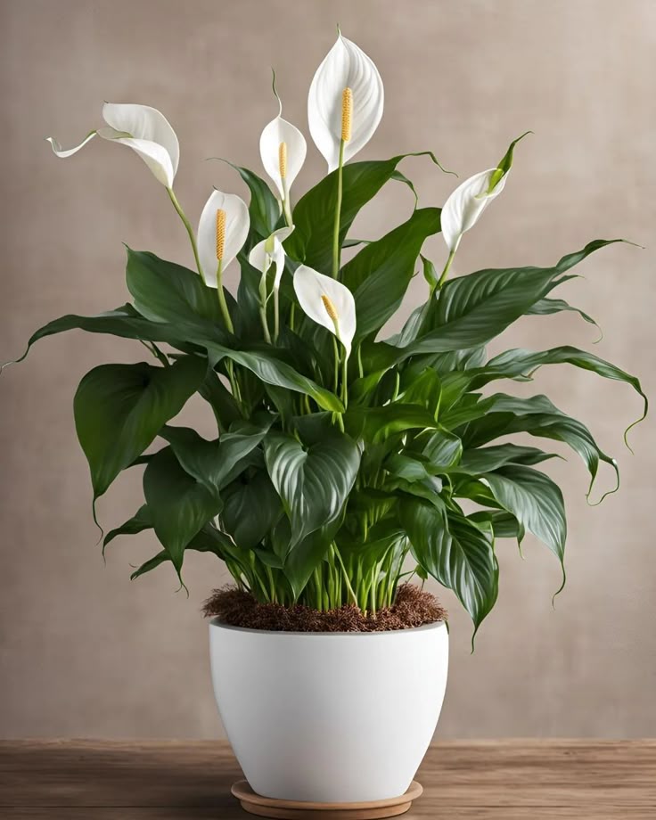 Peace Lily