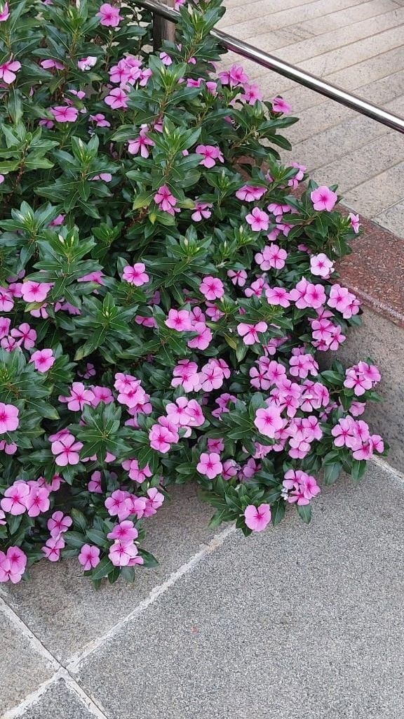 Periwinkle