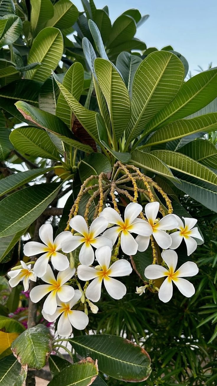 Plumeria