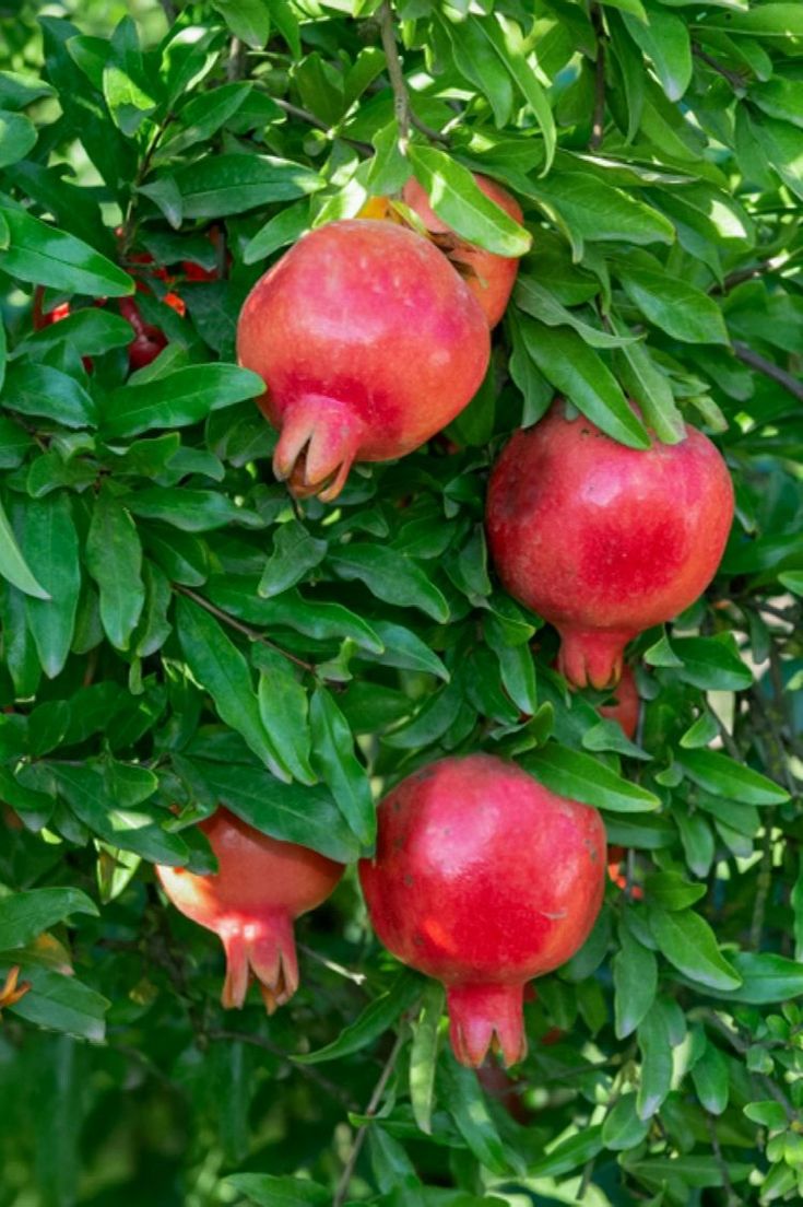Pomegranate