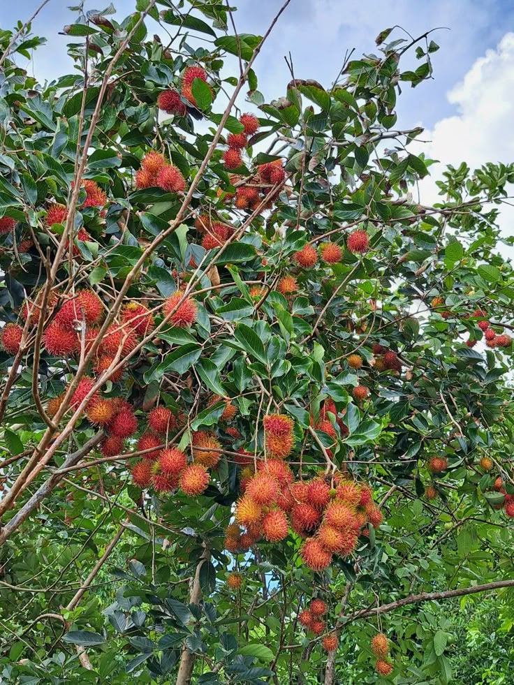 Rambutan
