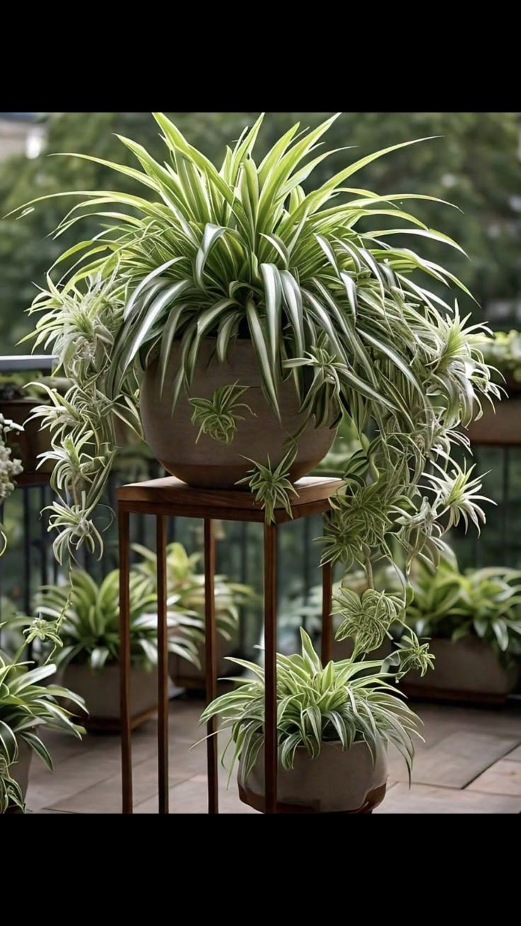 Spider Plant