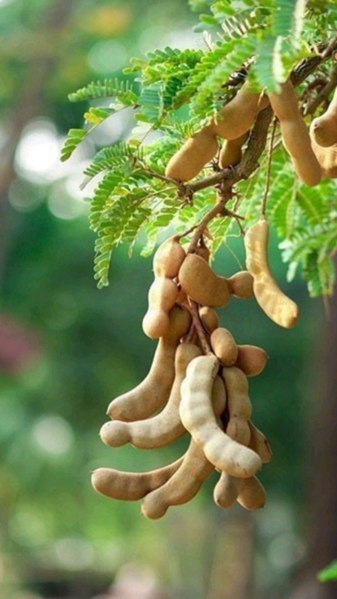 Sweet Tamarind