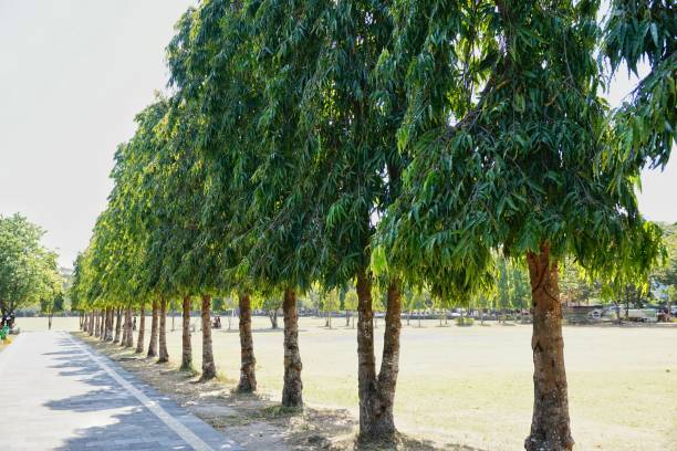 Ashoka Tree