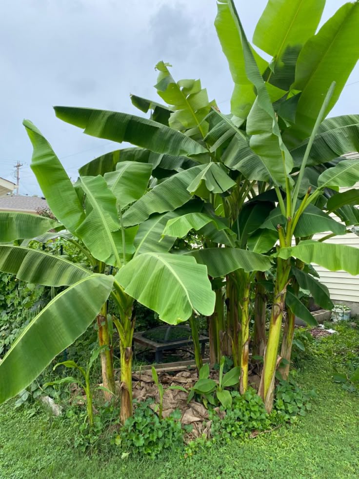Banana Plant