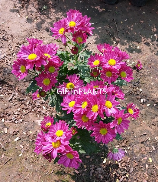 Chrysanthemum