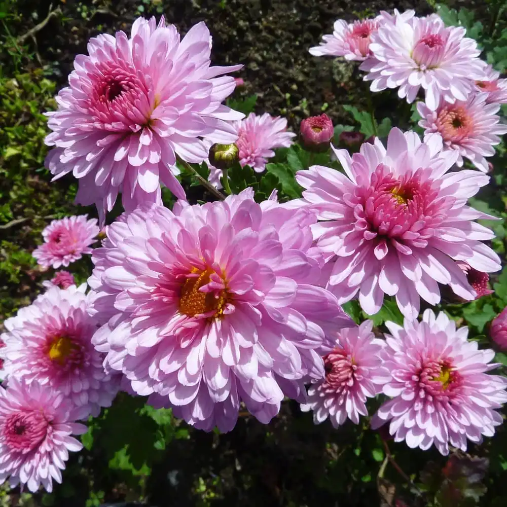 Chrysanthemum