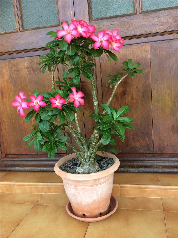 Desert Rose