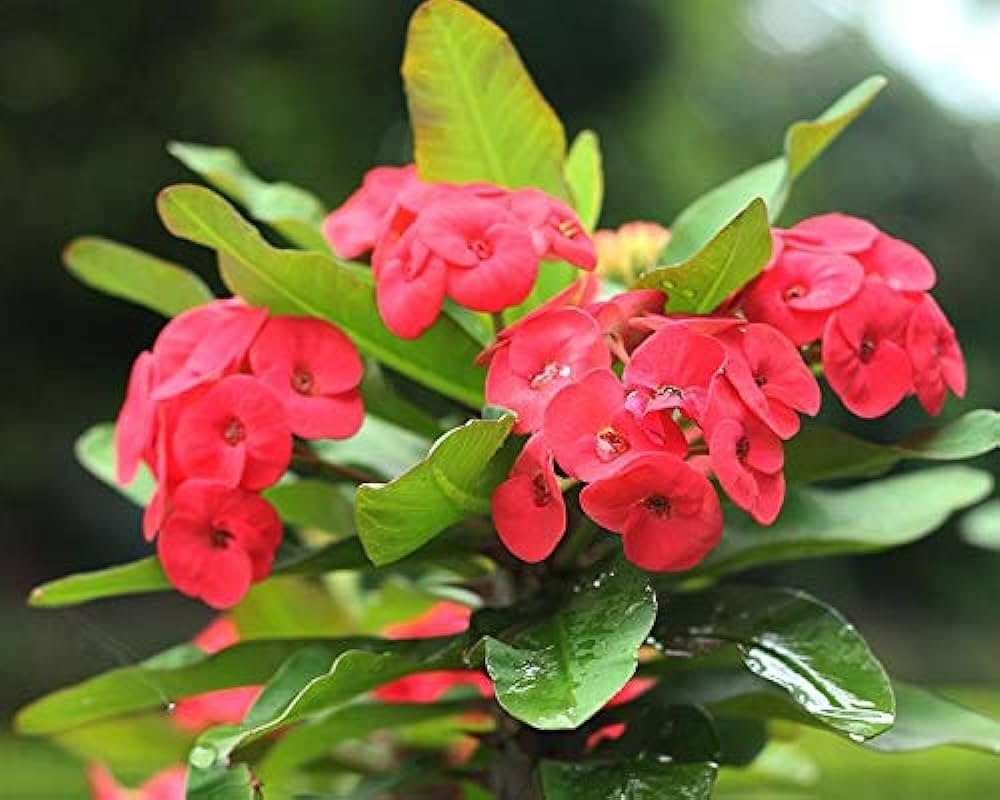 Euphorbia Milli