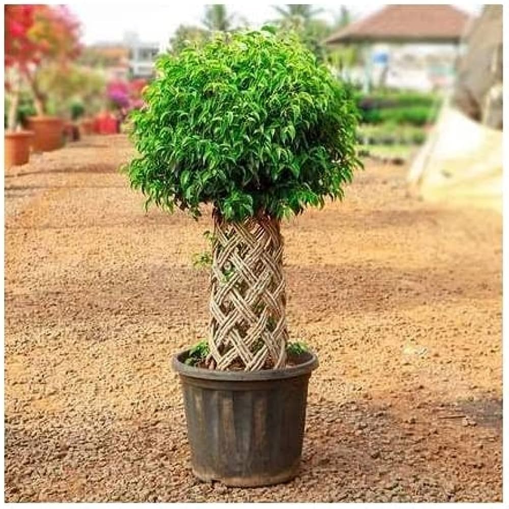 Ficus Benjamina
