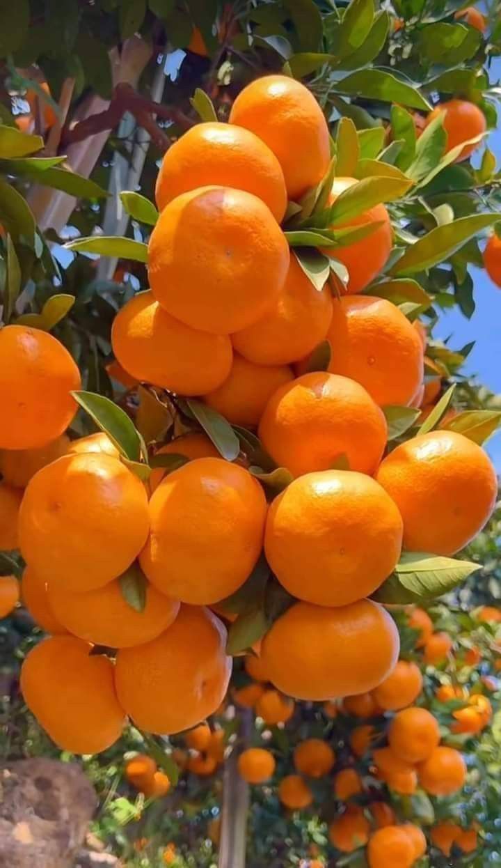 Fruit Plants