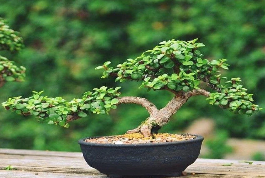 Jade Plant