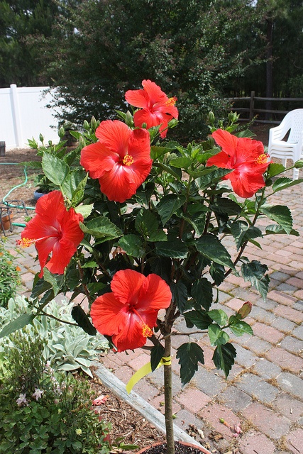 Hibiscus