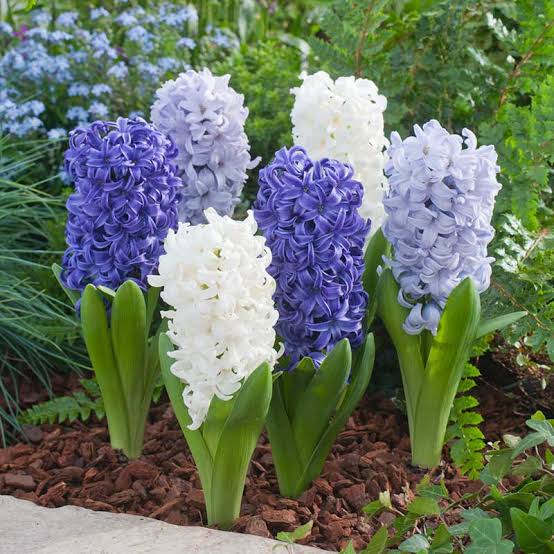 Hyacinth