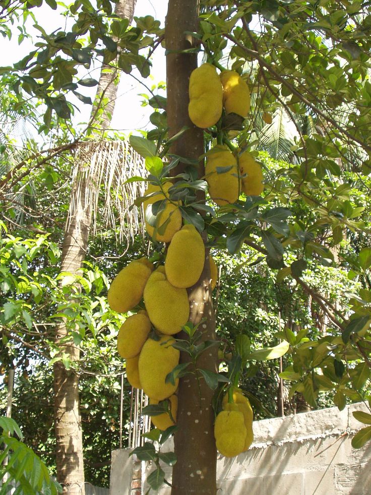 Jackfruit Tree