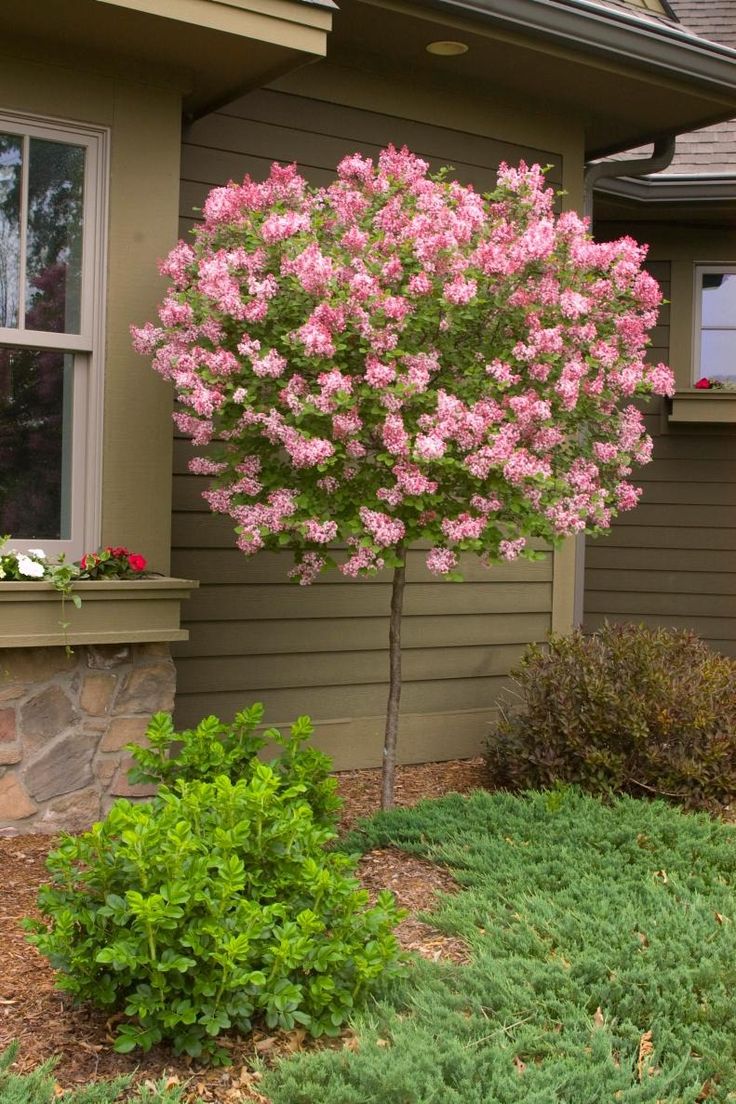Lilac Tree