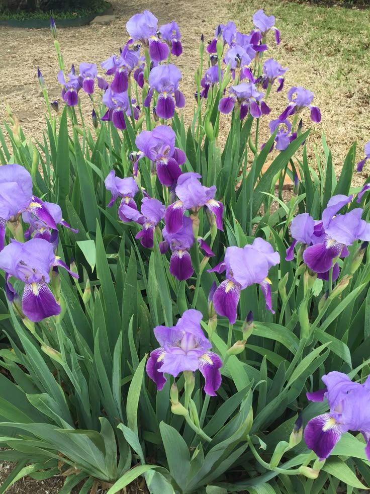 Iris Flower