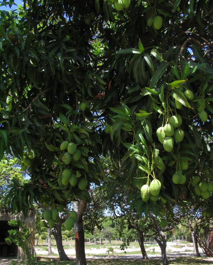 Mango Tree