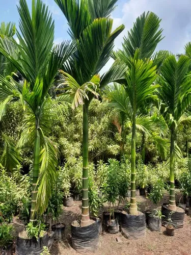Manila Palm