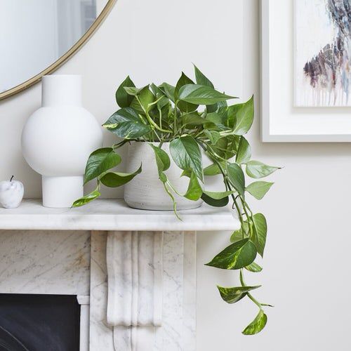 Money Plant