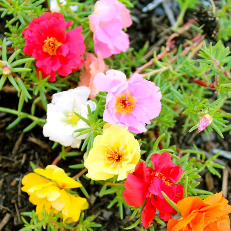 Moss Rose