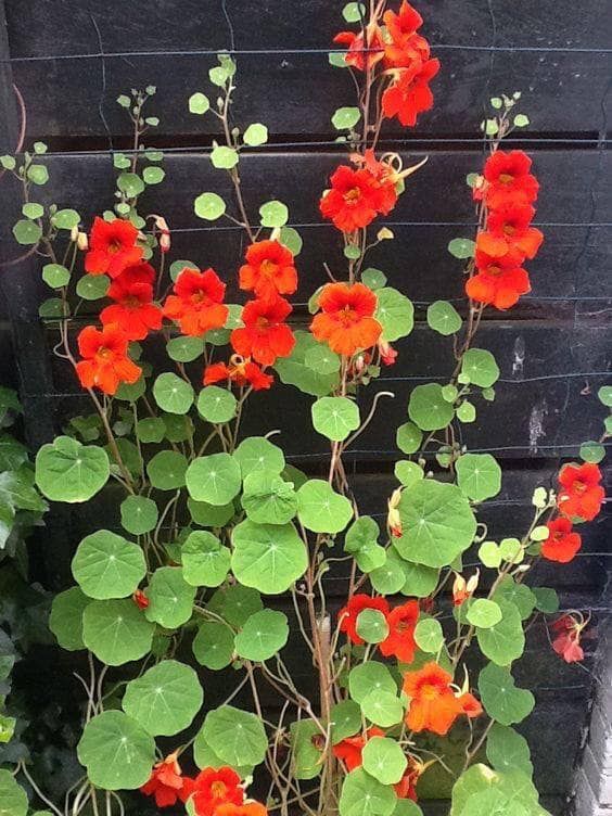 Nasturtium