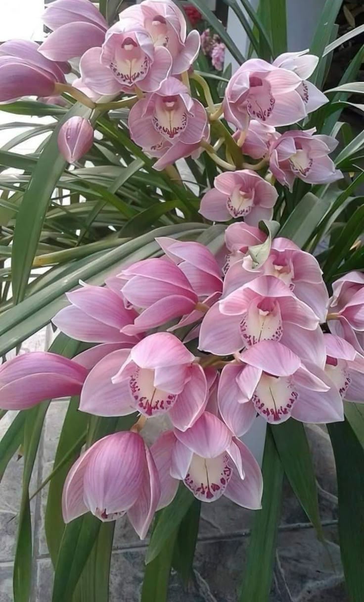 Orchid