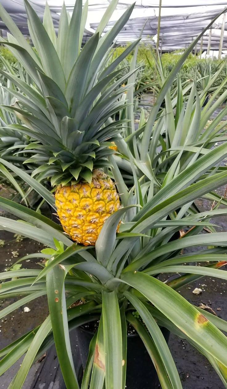 Pineapple